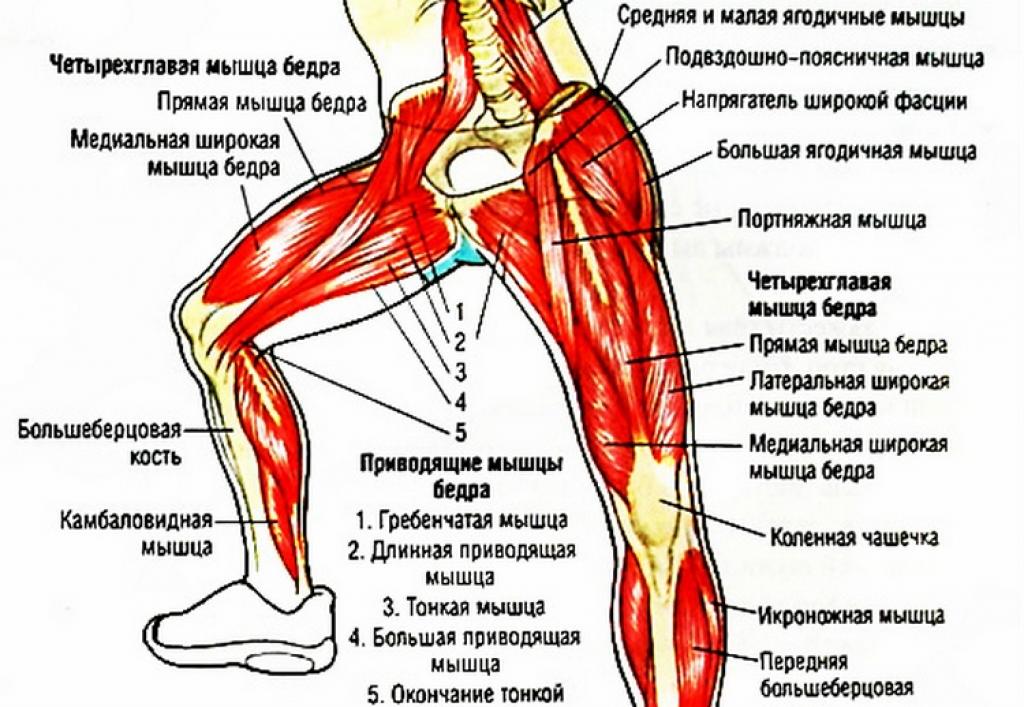 Лучшие упражнения для мышц бедер и ног — тренировка в зале